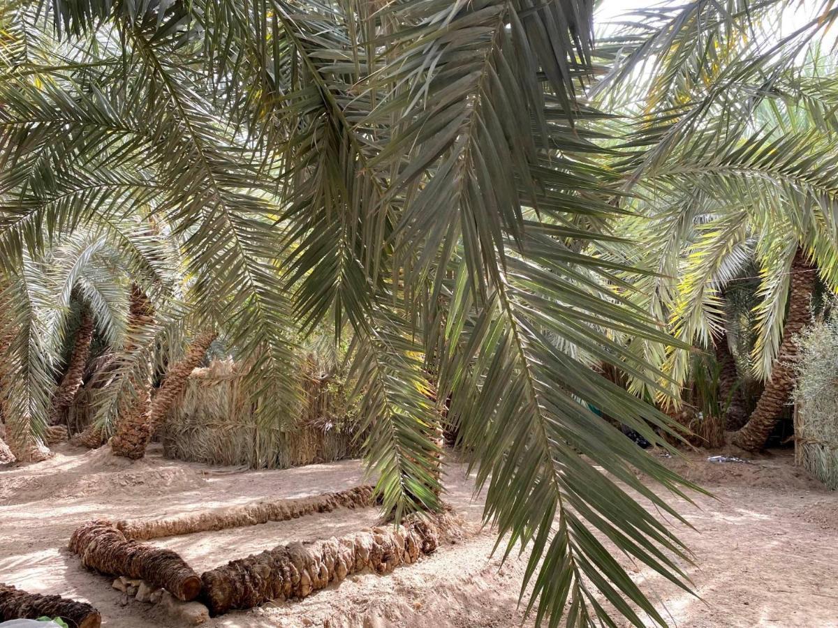 Forest Camp Siwa - كامب الغابة Siwa Oasis المظهر الخارجي الصورة