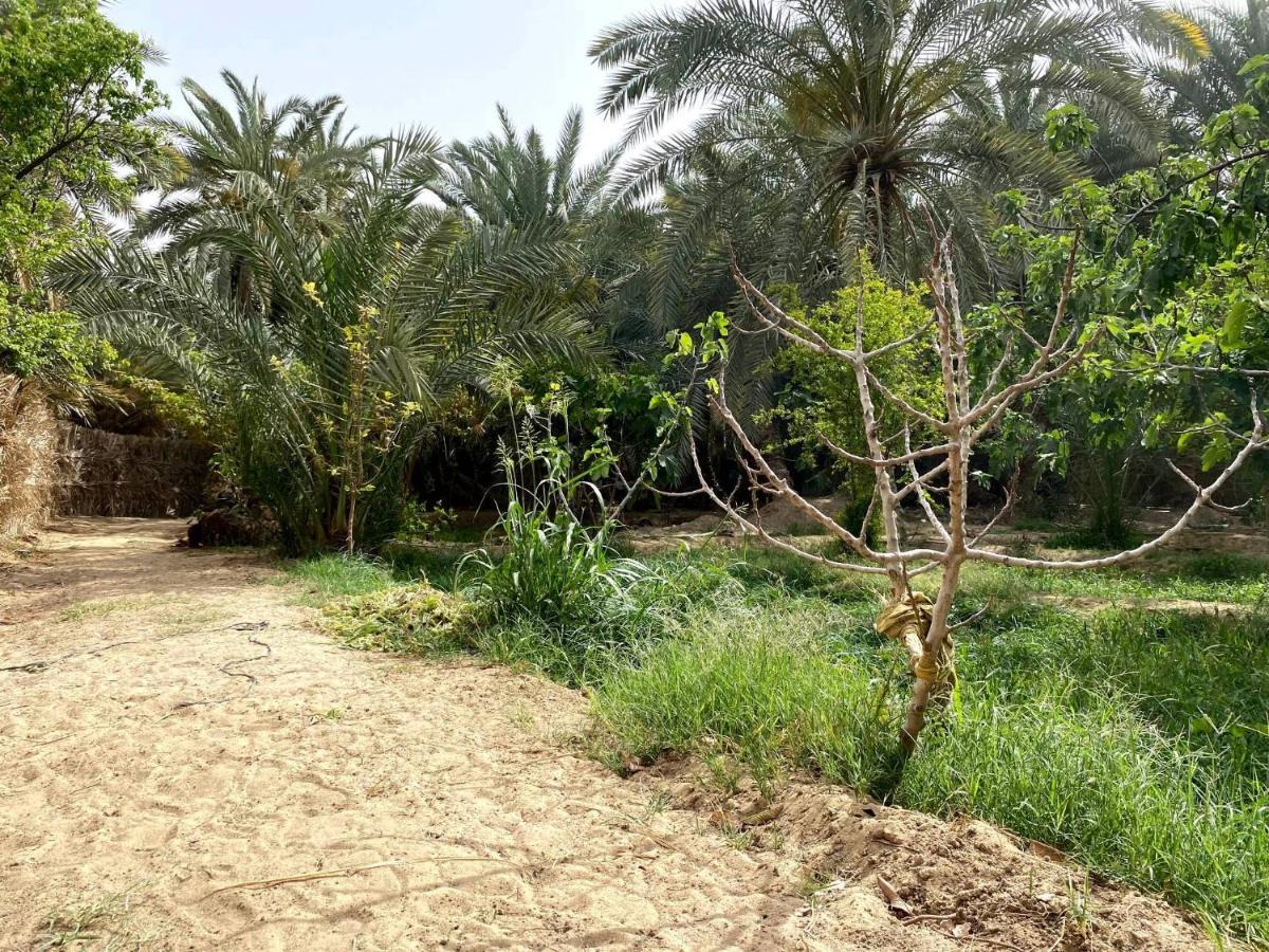 Forest Camp Siwa - كامب الغابة Siwa Oasis المظهر الخارجي الصورة