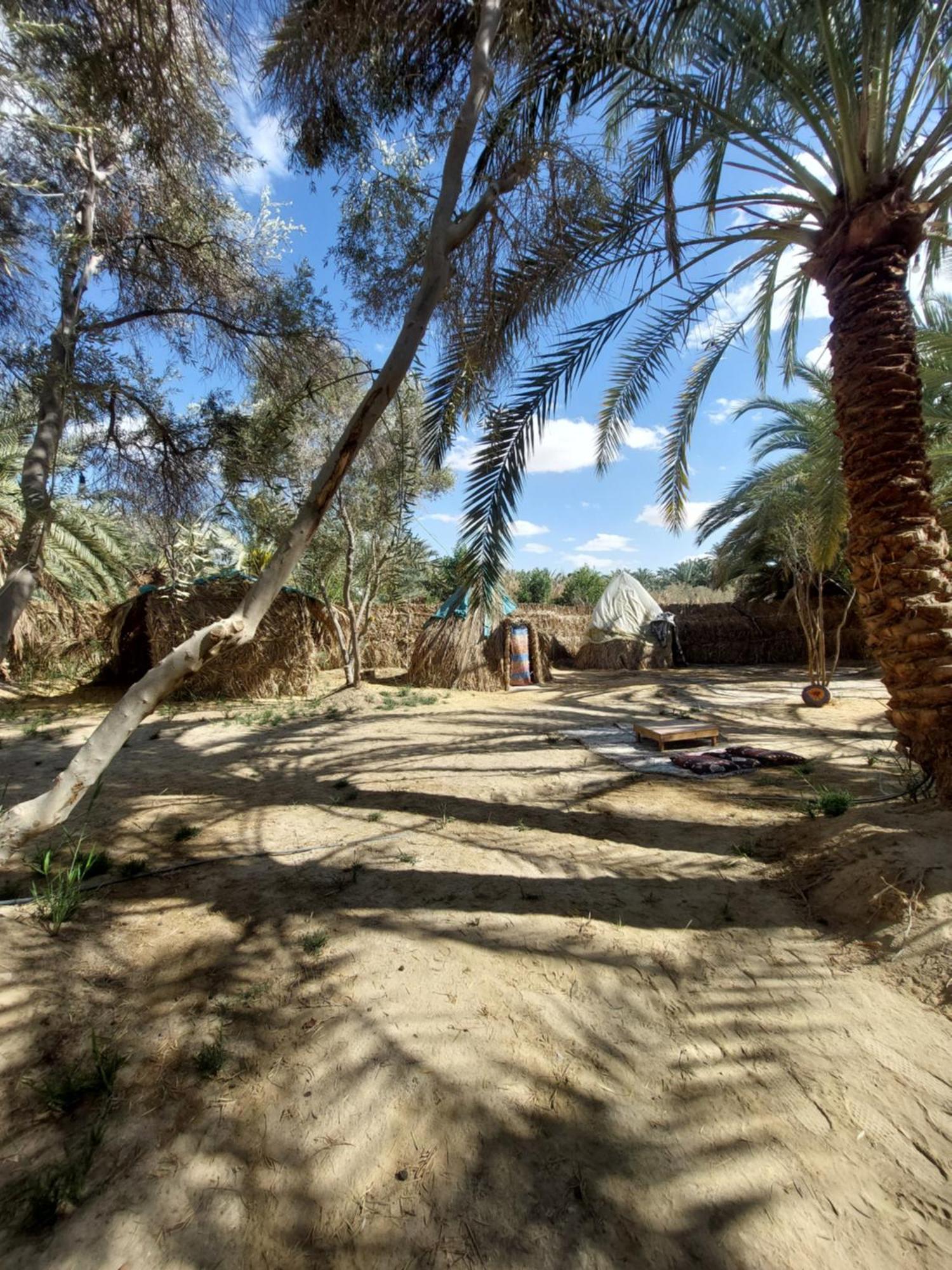 Forest Camp Siwa - كامب الغابة Siwa Oasis المظهر الخارجي الصورة