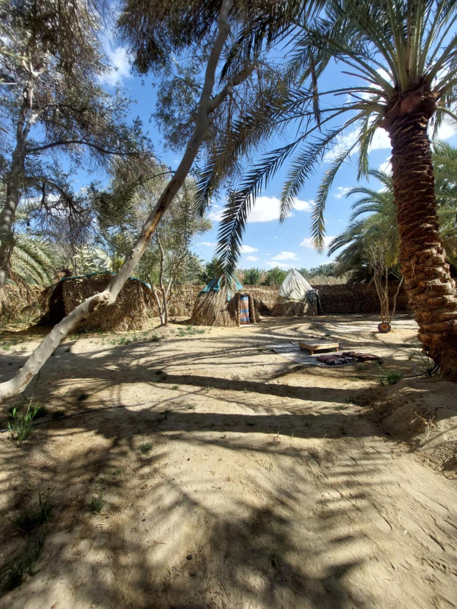 Forest Camp Siwa - كامب الغابة Siwa Oasis المظهر الخارجي الصورة