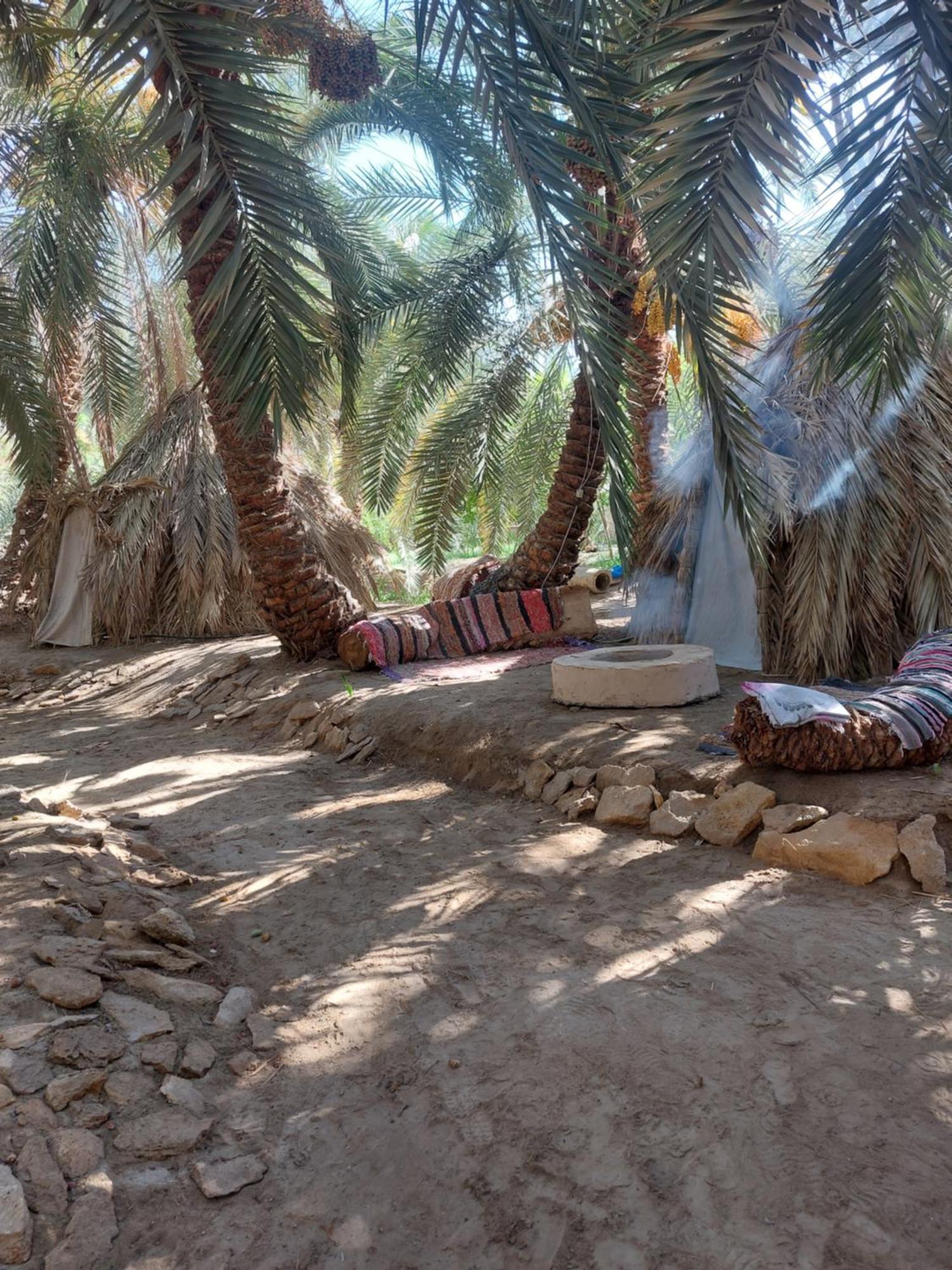 Forest Camp Siwa - كامب الغابة Siwa Oasis المظهر الخارجي الصورة