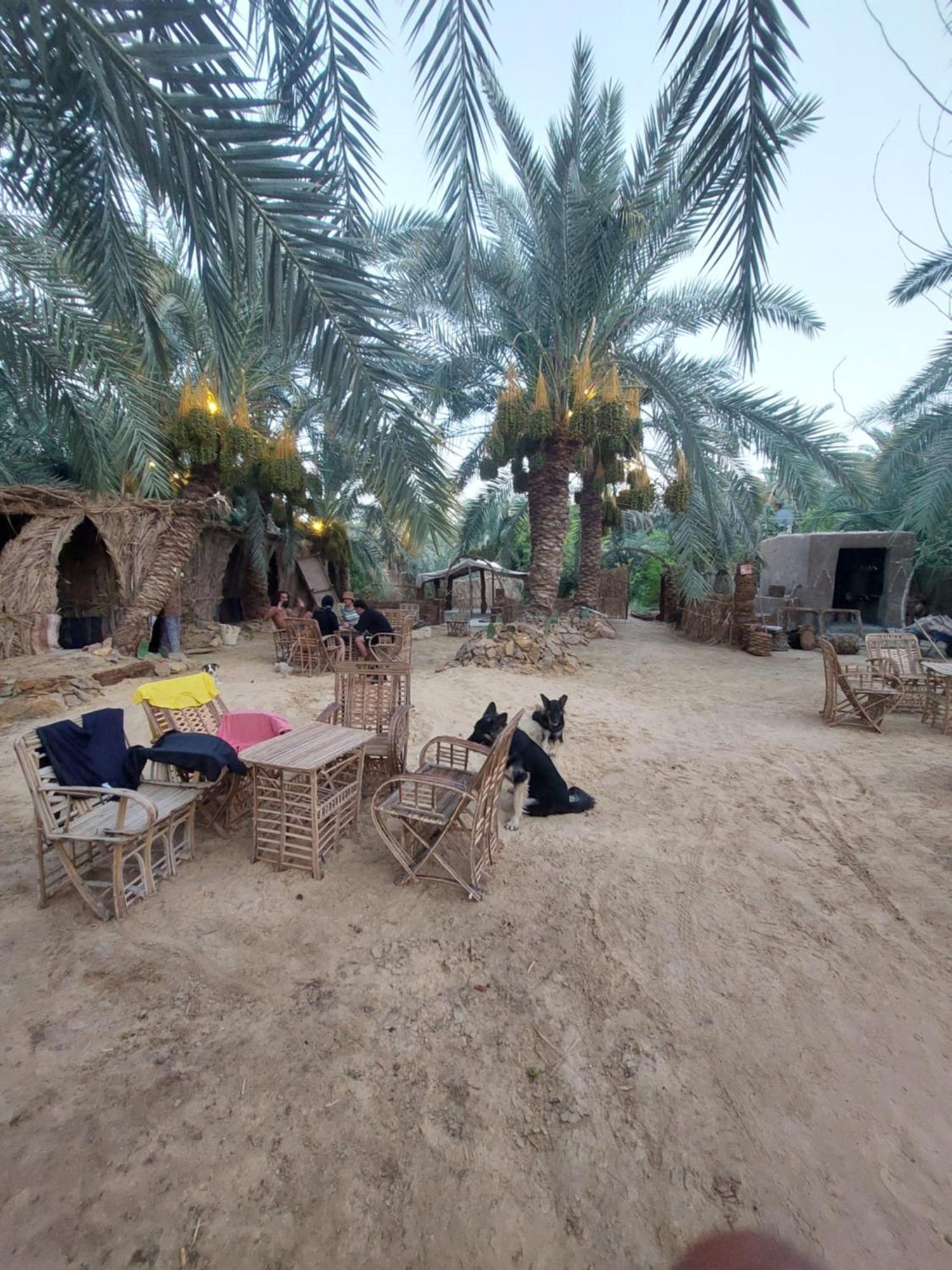 Forest Camp Siwa - كامب الغابة Siwa Oasis المظهر الخارجي الصورة